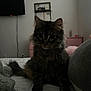 cat, tabby, fluffy, bedroom, bed, furniture, television, indoor, pet, animal, feline, curious, sitting, domestic, cute, whiskers, ears, tail, soft, cozy