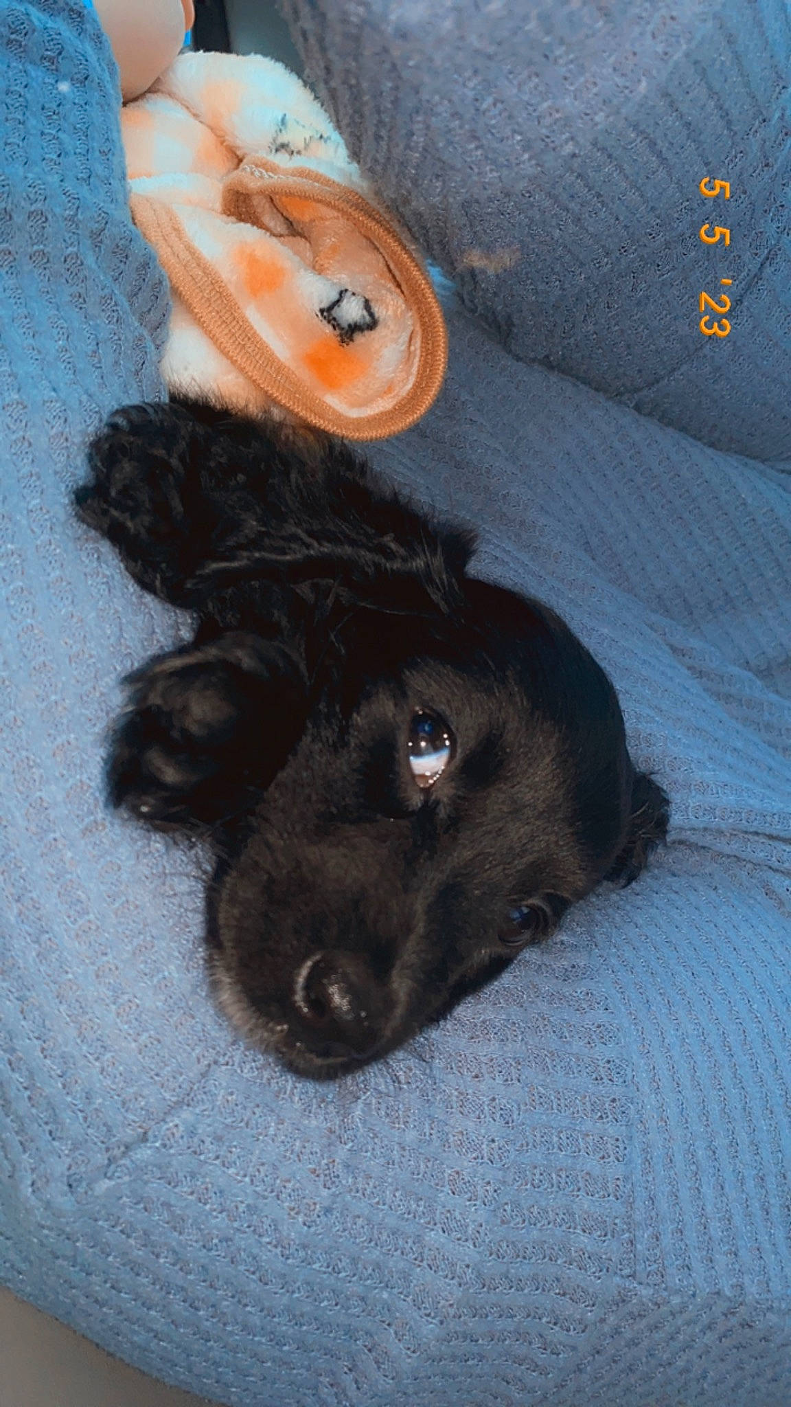 Aggie joined the competition — help win amazing prizes! borador, canidae, carnivore, comfort, companion_dog, dog, dog_breed, fur, grey, guard_dog, hat, liver, paw, sporting_group, tail, terrestrial_animal, whiskers, working_animal