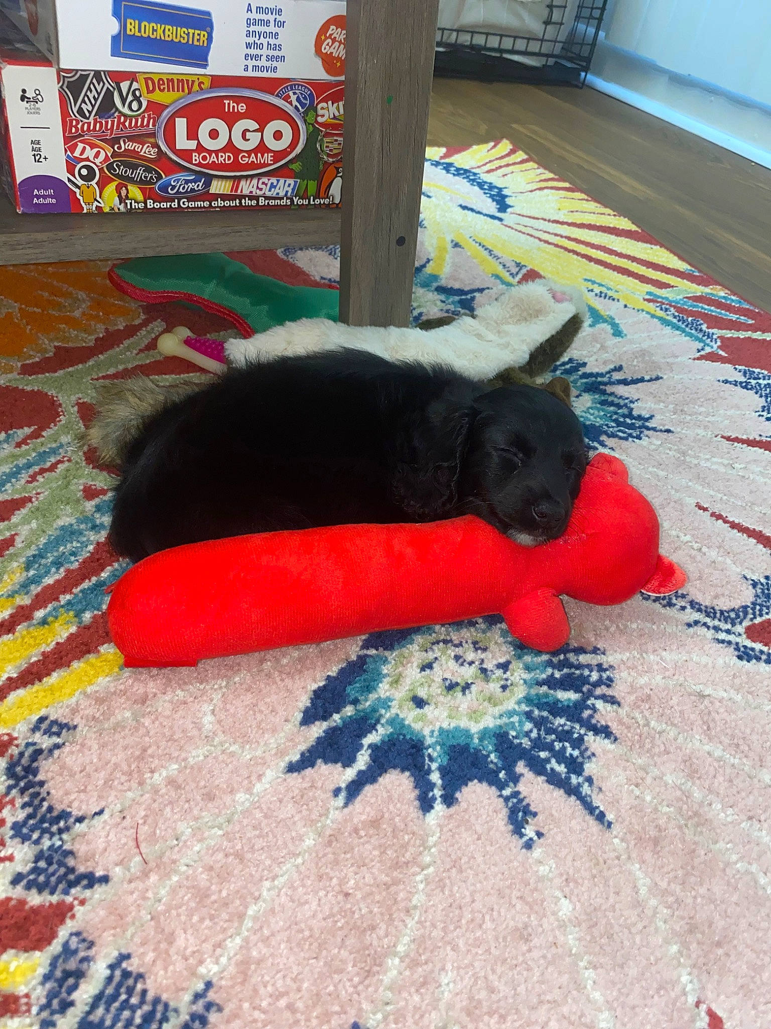 Aggie is registered to the contest to win money with this photo: black_cat, carnivore, carpet, cat, comfort, dog_breed, domestic_short_haired_cat, electric_blue, felidae, floor, flooring, fur, linens, mat, pattern, rug, small_to_medium_sized_cats, tail, whiskers, wood