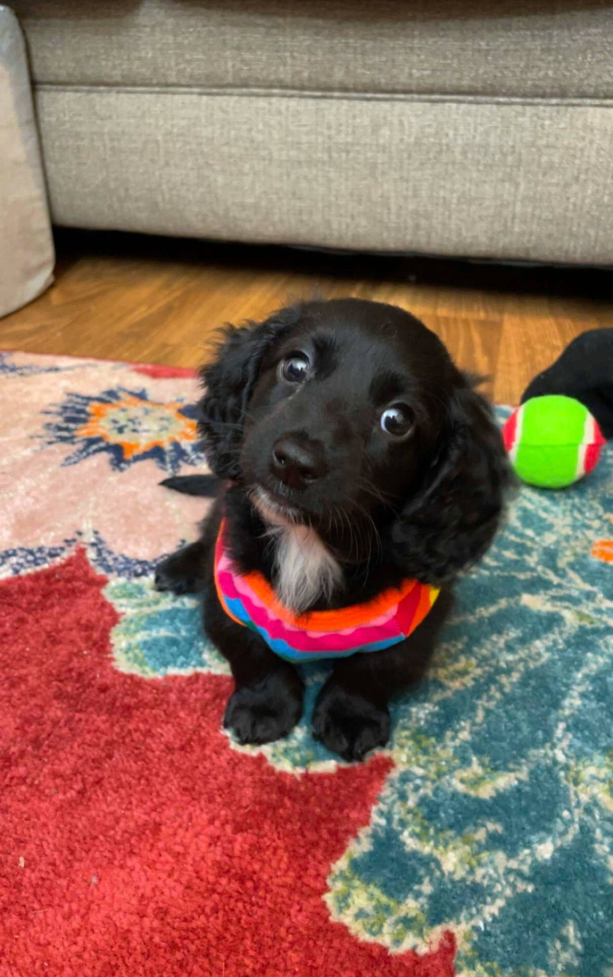 Aggie is registered to the contest to win money with this photo: borador, carnivore, collar, companion_dog, dog, dog_breed, dog_collar, dog_supply, flooring, fur, gun_dog, liver, pet_supply, retriever, snout, spaniel, sporting_group, whiskers, wood, working_animal