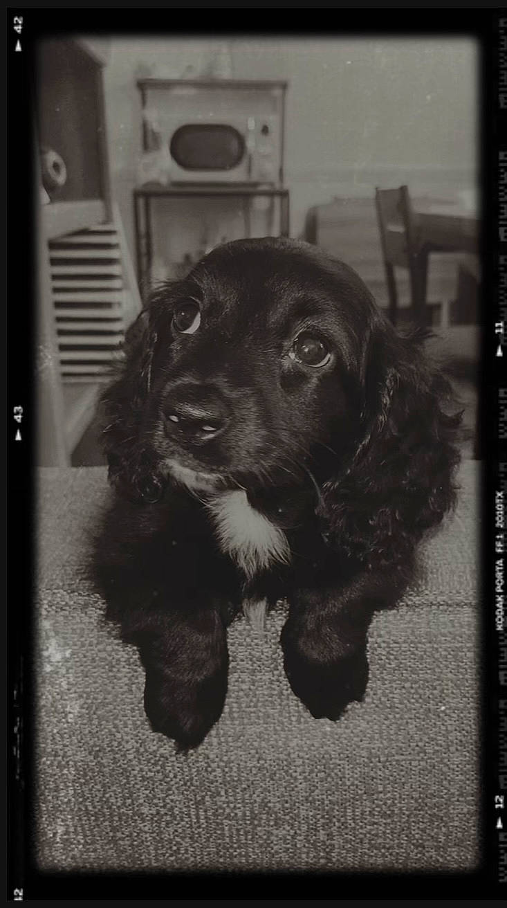 Aggie joined the competition — help win amazing prizes! black_and_white, canidae, carnivore, cocker_spaniel, companion_dog, dog, dog_breed, door, fur, gun_dog, liver, monochrome, monochrome_photography, room, snout, spaniel, sporting_group, style, whiskers, working_animal