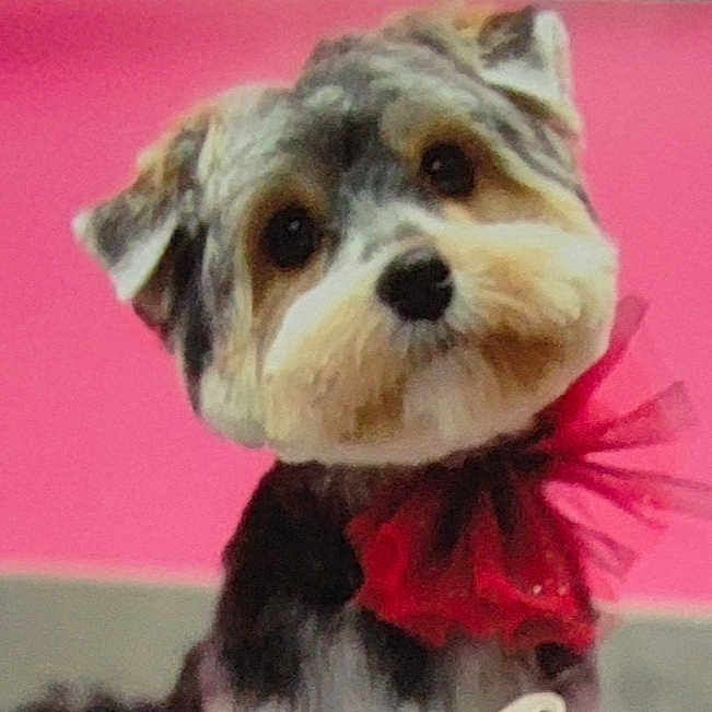 Sioupy a rejoint le concours — aidez-le/la à gagner de superbes lots ! adorable, animal, close_up, cute, dog, domestic_animal, ears, eyes, face, fluffy, fur, groomed, indoor, looking_at_camera, pet, pink_background, portrait, red_bow, small_dog, studio