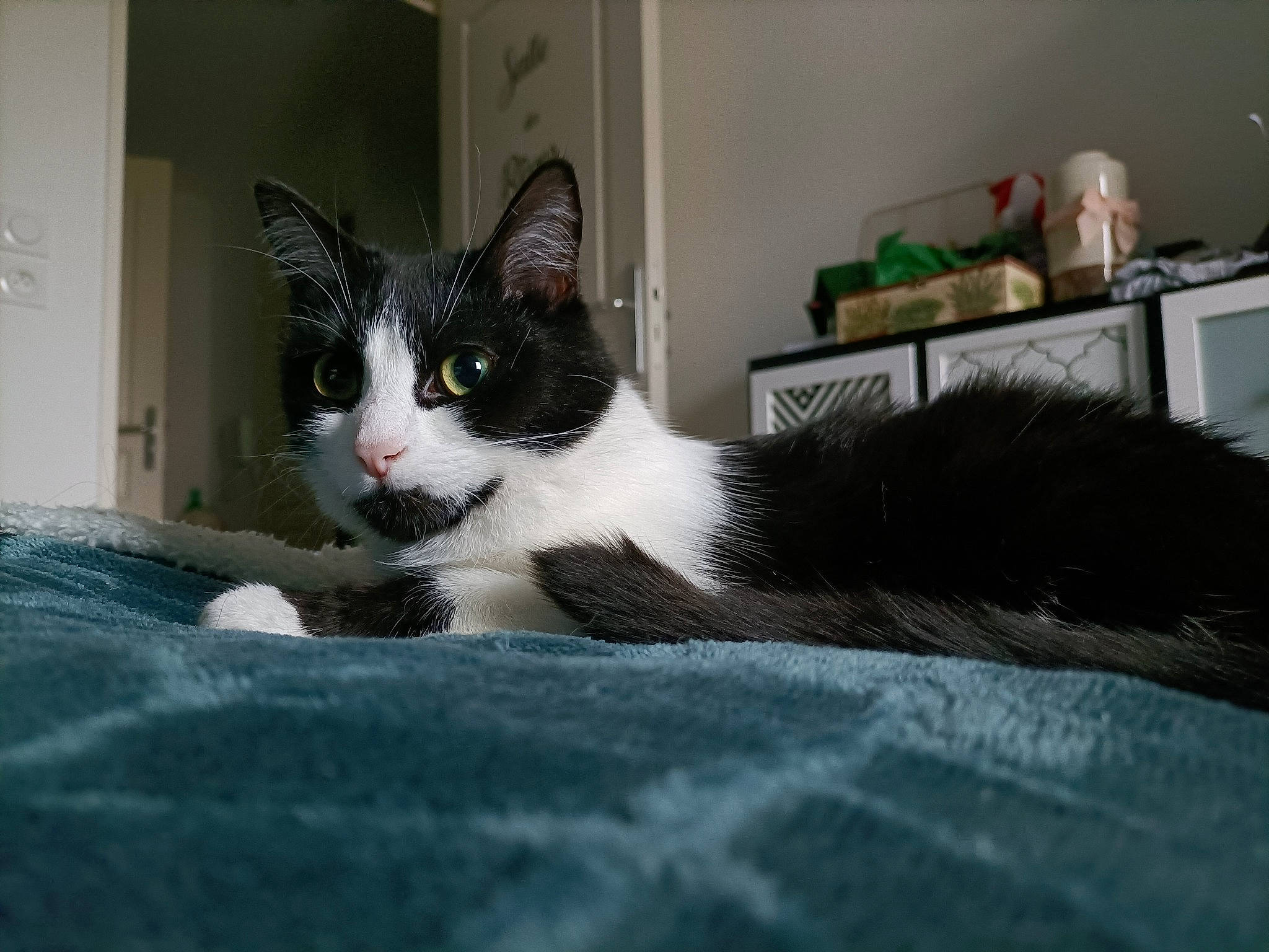 Tiramisu a rejoint le concours — aidez-le/la à gagner de superbes lots ! carnivore, cat, comfort, domestic_short_haired_cat, felidae, fur, grey, monochrome, monochrome_photography, paw, room, sitting, small_to_medium_sized_cats, snout, tail, whiskers, window