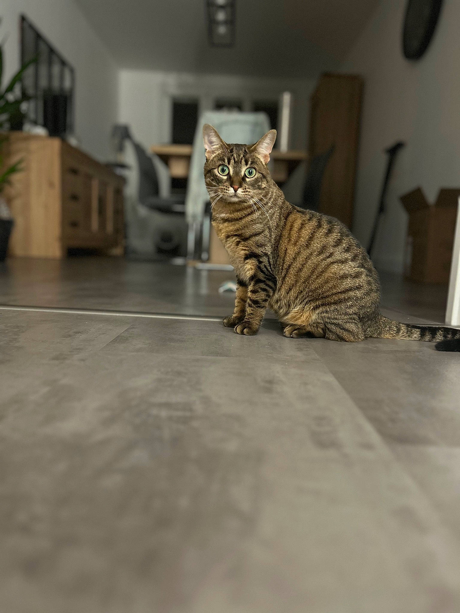 Tena a rejoint le concours — aidez-le/la à gagner de superbes lots ! carnivore, cat, domestic_short_haired_cat, door, felidae, floor, flooring, fur, grey, hardwood, houseplant, plant, room, small_to_medium_sized_cats, snout, tail, terrestrial_animal, whiskers, wildlife, wood