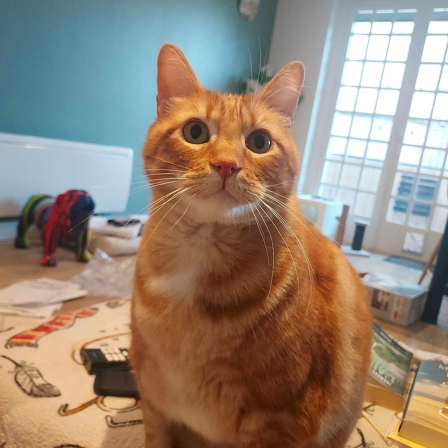 Nemo