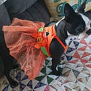 Ms. Rosie joined the competition — help win amazing prizes! animal, black_and_white, comfortable, costume, couch, decor, dog, fabric, festive, holiday, home_interior, indoors, orange, patchwork_quilt, pattern, pet, pillow, small_dog, textile, tutu