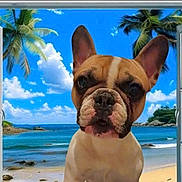 Utah participe au concours pour gagner de l'argent avec cette photo : dog, french_bulldog, window, beach, ocean, palm_trees, sky, clouds, sand, tropical, indoor, outdoor_view, pet, animal, portrait, cute, summer, vacation, blue_sky, scenery