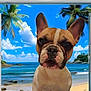 dog, french_bulldog, window, beach, ocean, palm_trees, sky, clouds, sand, tropical, indoor, outdoor_view, pet, animal, portrait, cute, summer, vacation, blue_sky, scenery