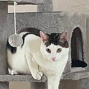 Oreo participe au concours pour gagner de l'argent avec cette photo : cat, white_cat, black_spots, cat_tree, pet, indoor, feline, curious, paw, gray, cozy, animal, looking, resting, playful, cute, domestic, house_pet, fur, whiskers