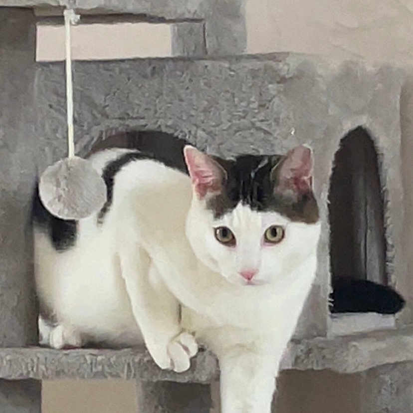 Oreo participe au concours pour gagner de l'argent avec cette photo : animal, black_spots, cat, cat_tree, cozy, curious, cute, domestic, feline, fur, gray, house_pet, indoor, looking, paw, pet, playful, resting, whiskers, white_cat