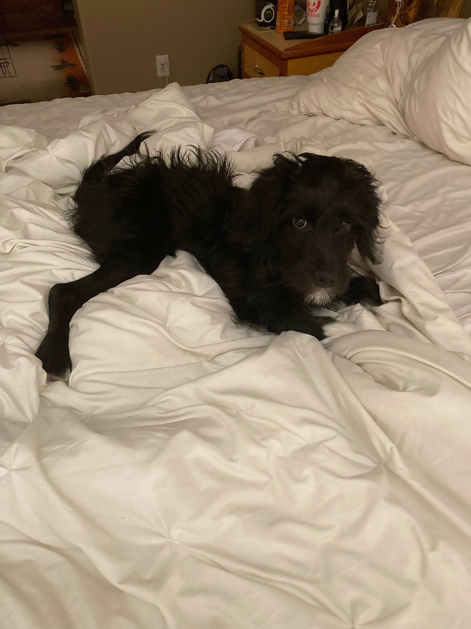 Milo joined the competition — help win amazing prizes! bed, bed_sheet, bedding, bedroom, canidae, carnivore, comfort, companion_dog, dog, dog_breed, dog_supply, duvet, fur, linens, nap, non_sporting_group, pillow, room, sporting_group, working_animal