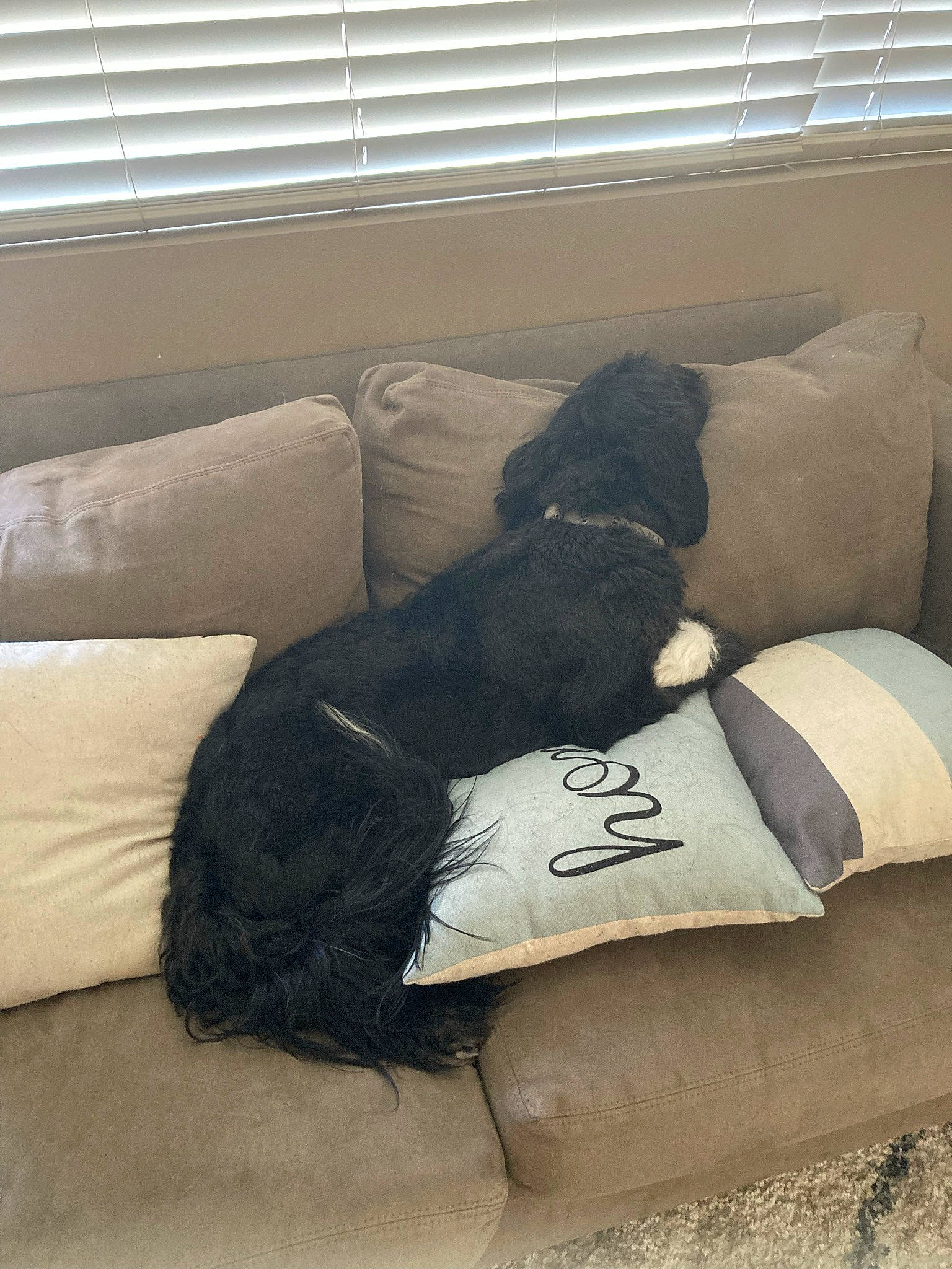 Milo is registered to the contest to win money with this photo: carnivore, comfort, companion_dog, couch, dog, dog_breed, flooring, furniture, grey, hardwood, interior_design, linens, living_room, property, room, sofa_bed, studio_couch, textile, tints_and_shades, window_blind