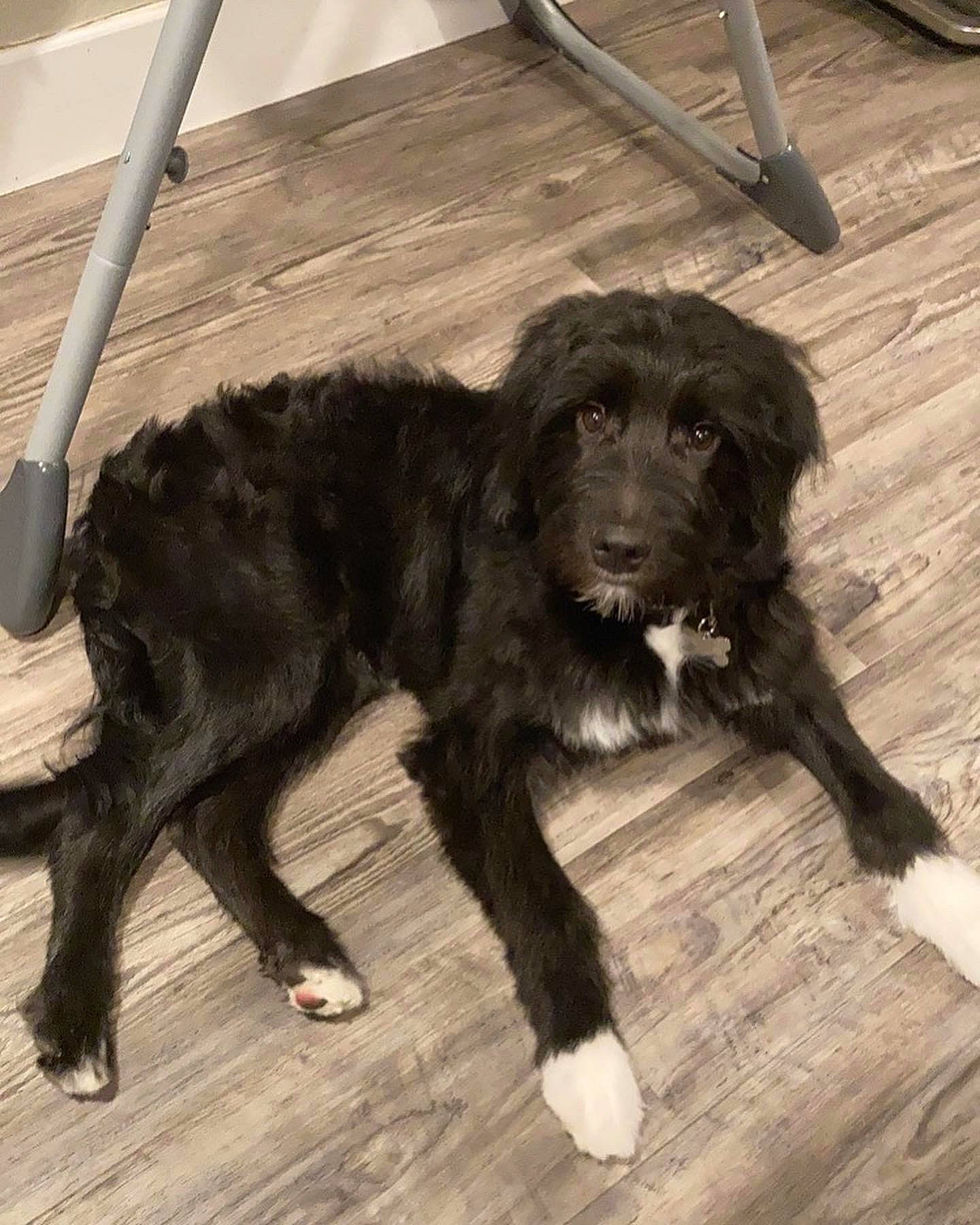 Milo is registered to the contest to win money with this photo: bicycle_tire, canidae, carnivore, companion_dog, dog, dog_breed, dog_collar, flooring, fur, gun_dog, hardwood, hunting_dog, liver, metal, sporting_group, tail, terrestrial_animal, wood, working_animal, working_dog