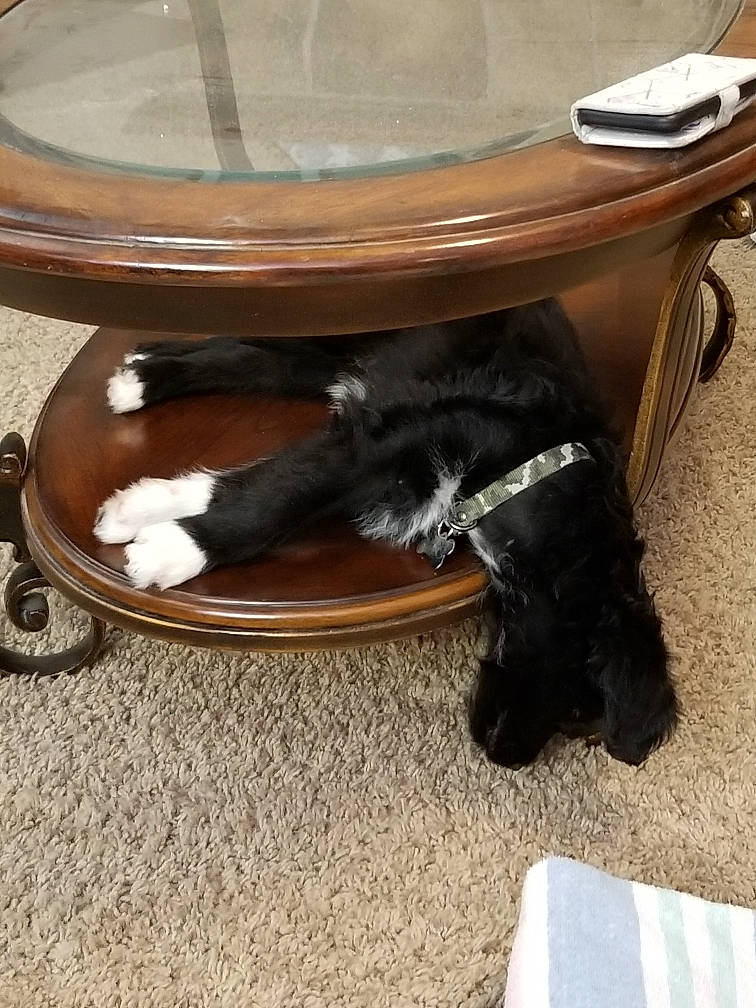 Milo is registered to the contest to win money with this photo: canidae, carnivore, chair, club_chair, collar, comfort, companion_dog, dog, dog_breed, felidae, flooring, fur, hardwood, liver, pet_supply, sporting_group, tail, wood, wood_stain, working_animal