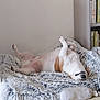Marley a rejoint le concours — aidez-le/la à gagner de superbes lots ! dog, pet, bed, fluffy_bed, relaxed, lying_down, indoor, floor_tiles, bookshelf, books, cozy, white_wall, dog_teeth, dog_paws, canine, home, resting, funny_pose, dog_nose, sleeping