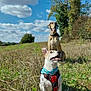 dog, outdoor, field, grass, blue_sky, clouds, nature, happy, pet, canine, sunny_day, harness, two_dogs, playful, animal, summer, smiling, tongue_out, tree, sunlight