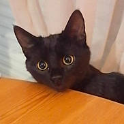 Berny a rejoint le concours — aidez-le/la à gagner de superbes lots ! cat, black_cat, curious, wide_eyes, peeking, wooden_table, indoor, pet, animal, feline, whiskers, ears, face, looking, cute, domestic_cat, closeup, table, fur, playful