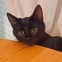 cat, black_cat, curious, wide_eyes, peeking, wooden_table, indoor, pet, animal, feline, whiskers, ears, face, looking, cute, domestic_cat, closeup, table, fur, playful