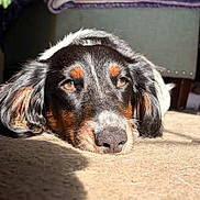 Frankie is registered to the contest to win money with this photo: animal, black_fur, brown_markings, carpet, closeup, cozy, dog, ears, face, fur, home, indoor, laying_down, nose, pet, quiet, relaxed, resting, shadow, sunlight