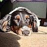 animal, black_fur, brown_markings, carpet, closeup, cozy, dog, ears, face, fur, home, indoor, laying_down, nose, pet, quiet, relaxed, resting, shadow, sunlight