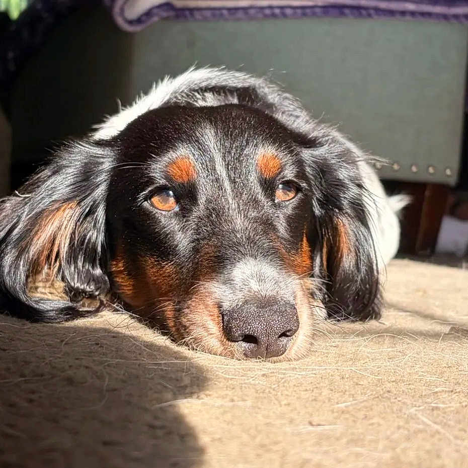 Frankie
