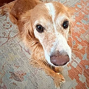 Joey joined the competition — help win amazing prizes! dog, golden_retriever, pet, animal, closeup, face, fur, eyes, indoors, carpet, floor, resting, cute, friendly, mammal, canine, looking_up, whiskers, nose, domestic_animal