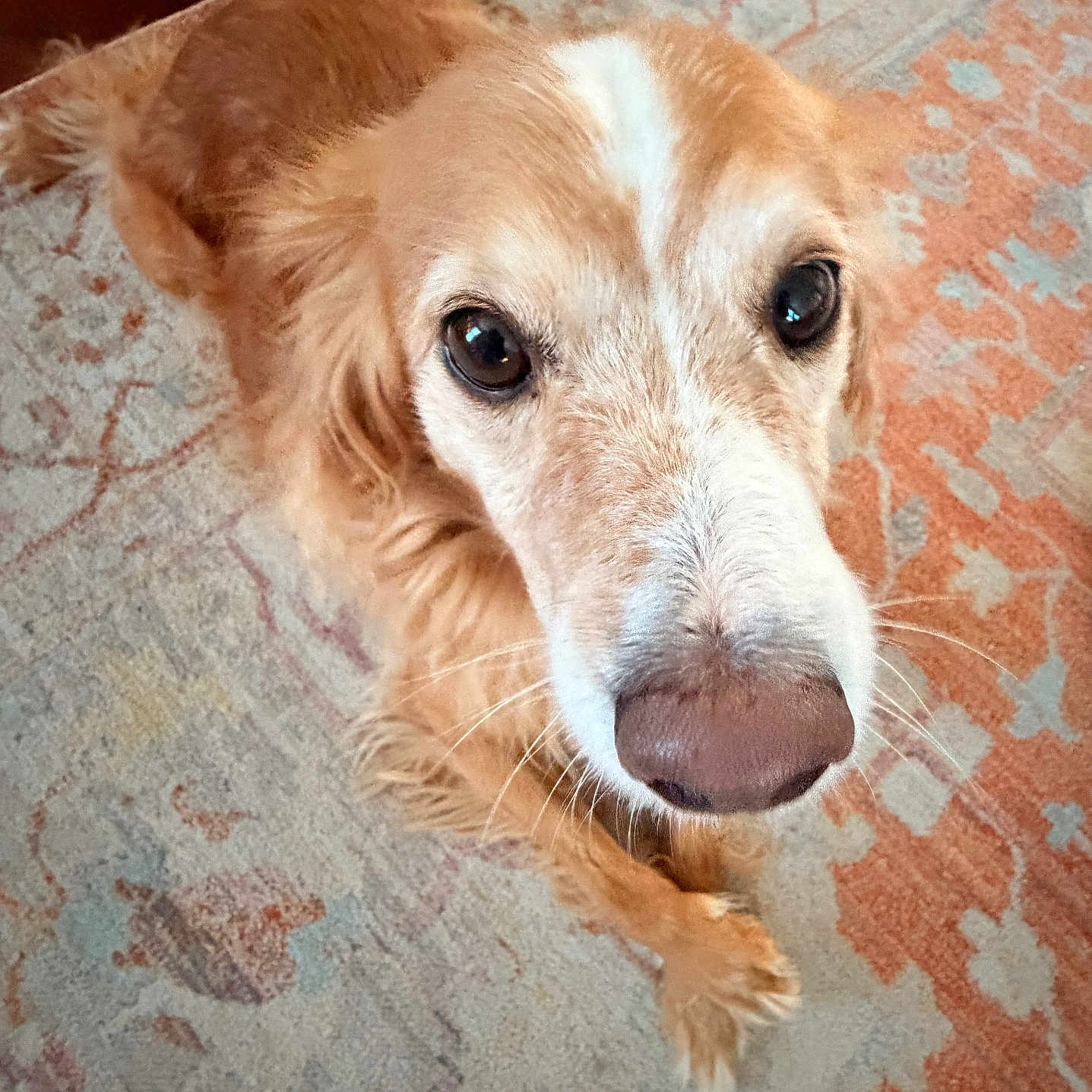 Joey joined the competition — help win amazing prizes! dog, golden_retriever, pet, animal, closeup, face, fur, eyes, indoors, carpet, floor, resting, cute, friendly, mammal, canine, looking_up, whiskers, nose, domestic_animal