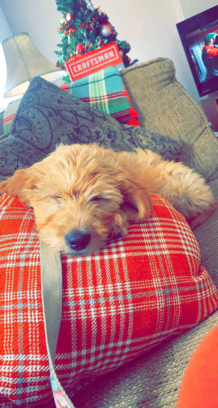 Silo joined the competition — help win amazing prizes! blue, carnivore, comfort, companion_dog, couch, dog, dog_breed, dog_supply, linens, liver, pattern, pet_supply, pillow, plaid, room, small_terrier, sporting_group, tartan, textile, toy_dog