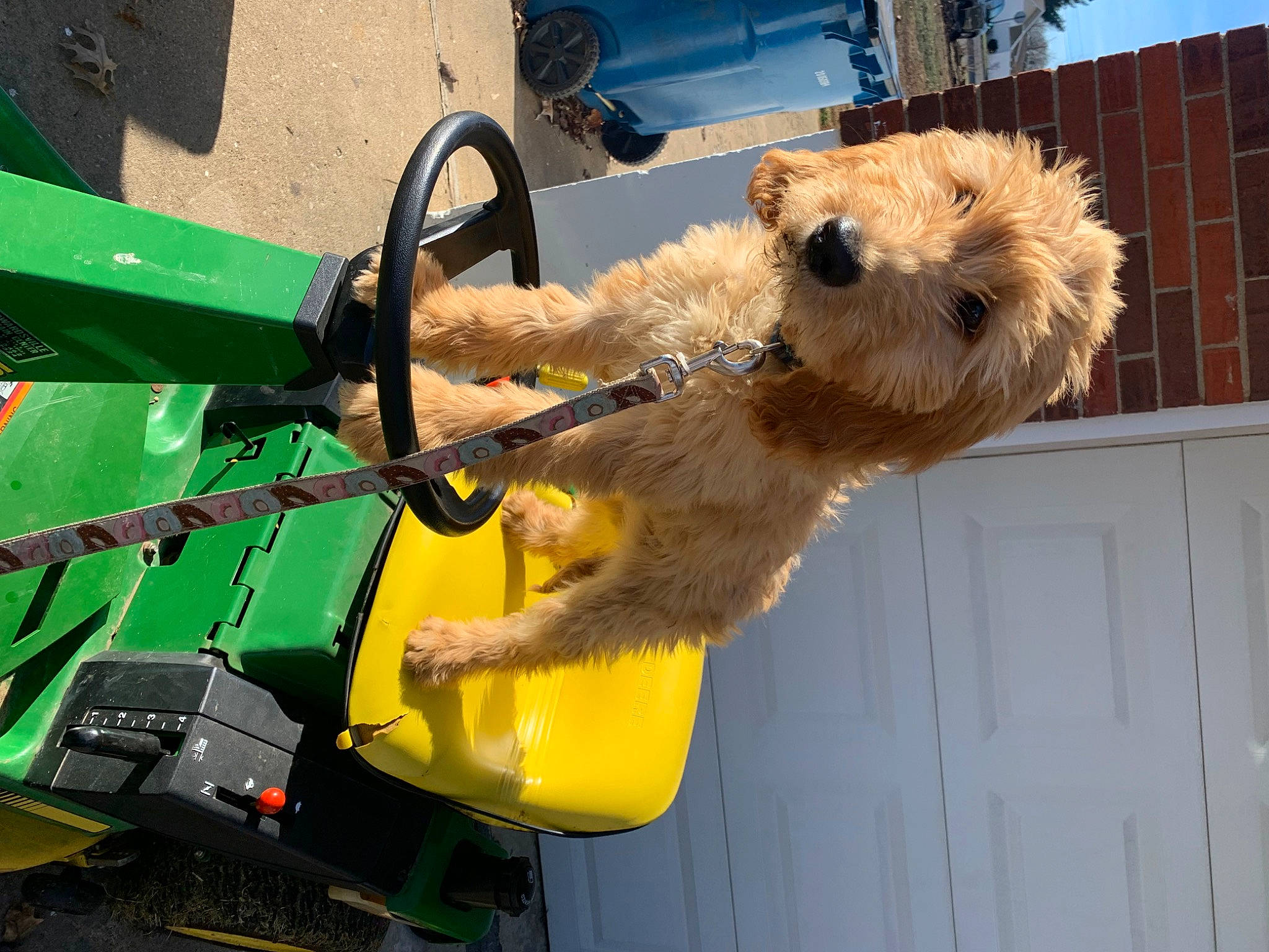 Silo joined the competition — help win amazing prizes! automotive_exterior, canidae, carnivore, companion_dog, dog, dog_breed, door, fawn, fur, gas, motor_vehicle, saw, snout, sporting_group, stuffed_toy, teddy_bear, toy, windshield, wood, yellow