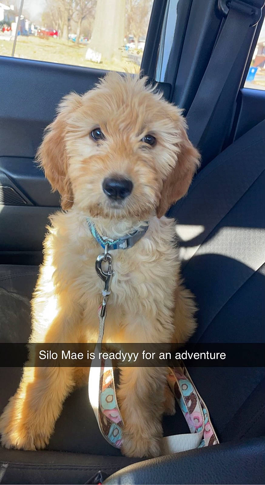 Silo joined the competition — help win amazing prizes! canidae, carnivore, collar, companion_dog, dog, dog_breed, dog_collar, dog_supply, fashion_accessory, fur, maltepoo, pet_supply, small_terrier, sporting_group, terrier, toy_dog, working_animal, yorkipoo