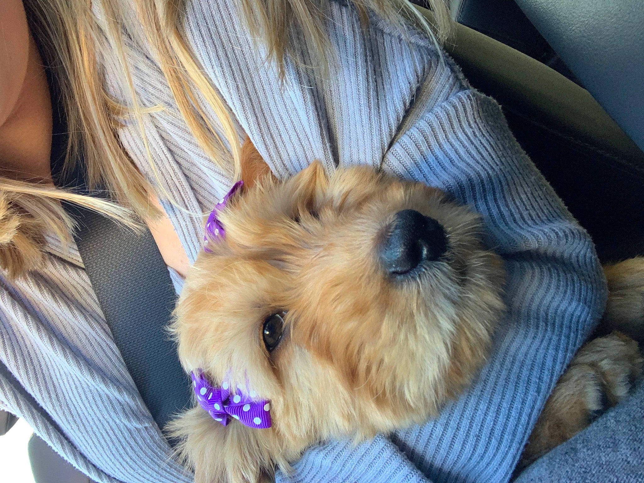 Silo joined the competition — help win amazing prizes! canidae, carnivore, collar, comfort, companion_dog, dog, dog_breed, dog_supply, electric_blue, fawn, fur, pet_supply, puppy, small_terrier, snout, sporting_group, stuffed_toy, terrier, toy_dog, working_animal