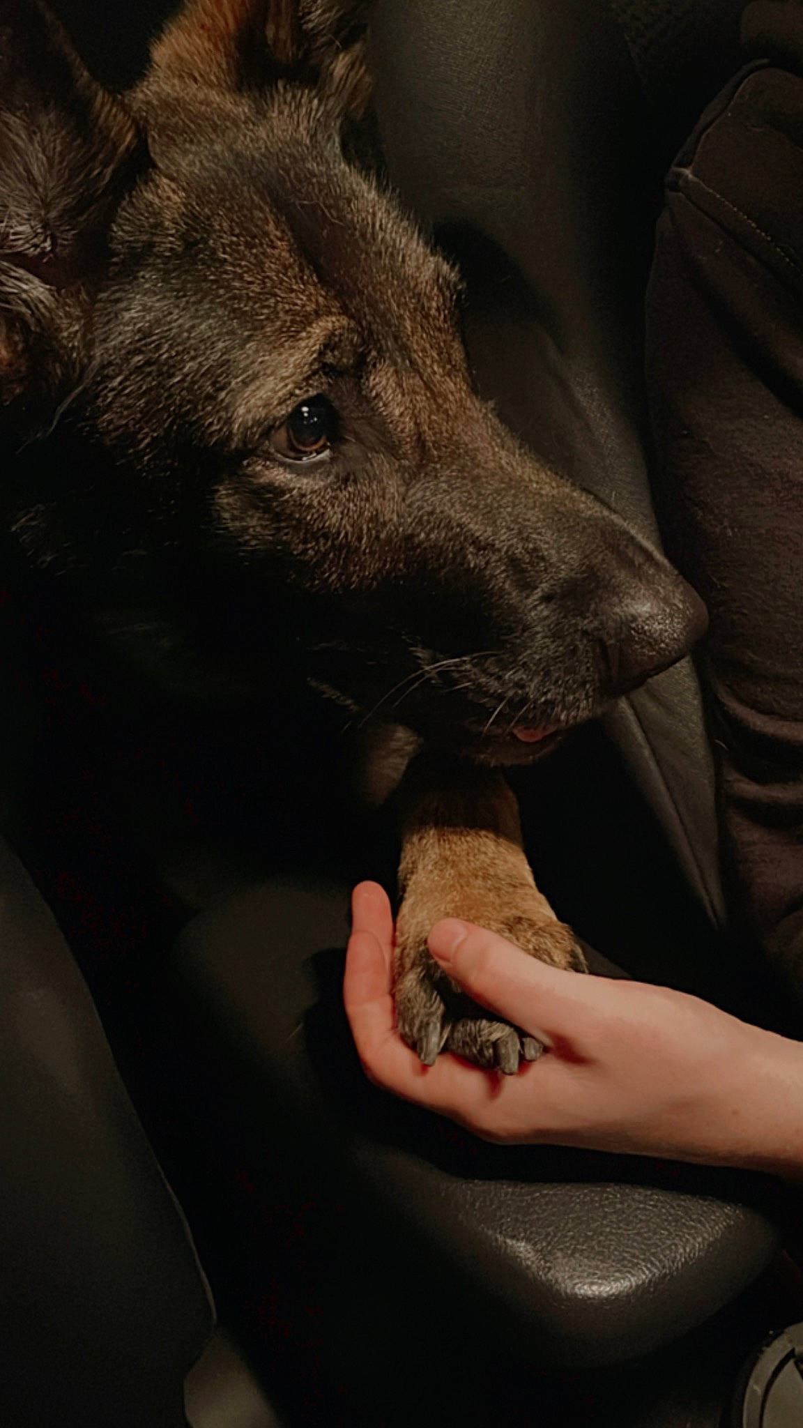 Xena is registered to the contest to win money with this photo: ancient_dog_breeds, canidae, canis, carnivore, companion_dog, dog, dog_breed, fang, fawn, fur, gesture, nail, non_sporting_group, snout, sporting_group, street_dog, terrestrial_animal, whiskers, working_animal, wrist