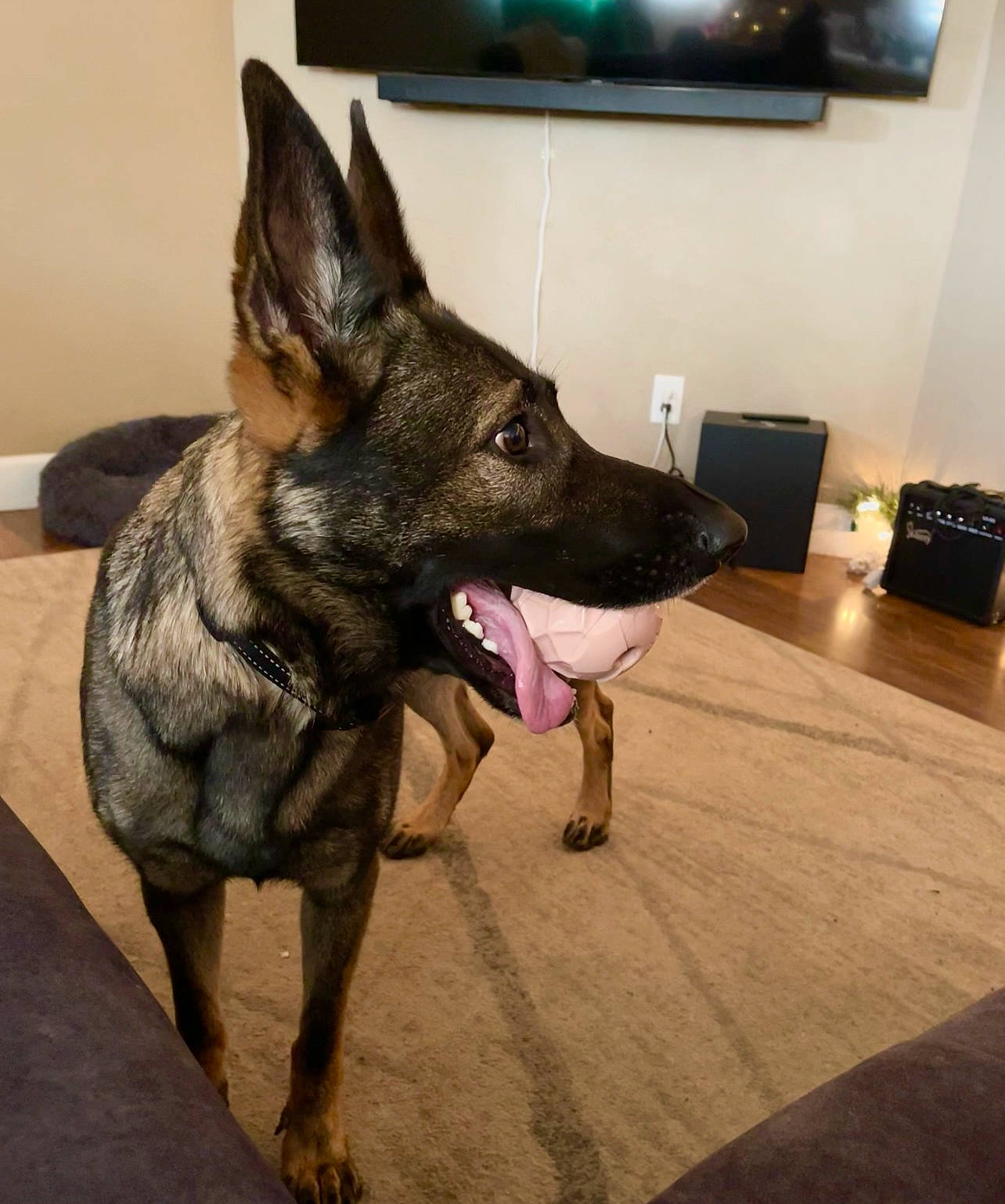 Xena is registered to the contest to win money with this photo: canidae, carnivore, companion_dog, dog, dog_breed, east_european_shepherd, fawn, flooring, fur, german_shepherd_dog, guard_dog, hardwood, herding_dog, houseplant, king_shepherd, picture_frame, sporting_group, television, working_animal, working_dog