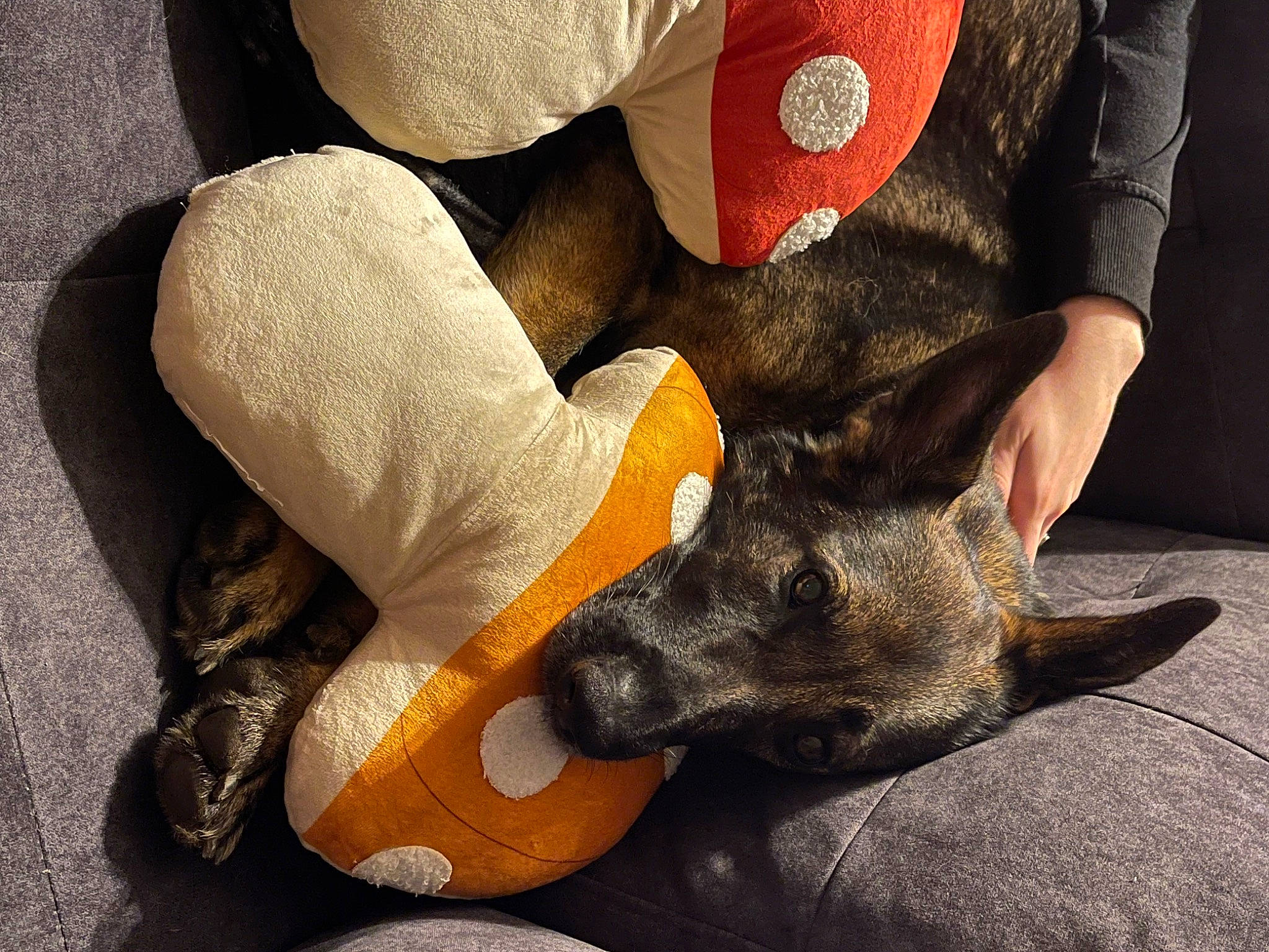 Xena joined the competition — help win amazing prizes! canidae, carmine, carnivore, comfort, companion_dog, dog, dog_breed, fawn, foot, fur, gesture, guard_dog, hat, human_leg, lap, paw, sitting, snout, sporting_group, working_animal