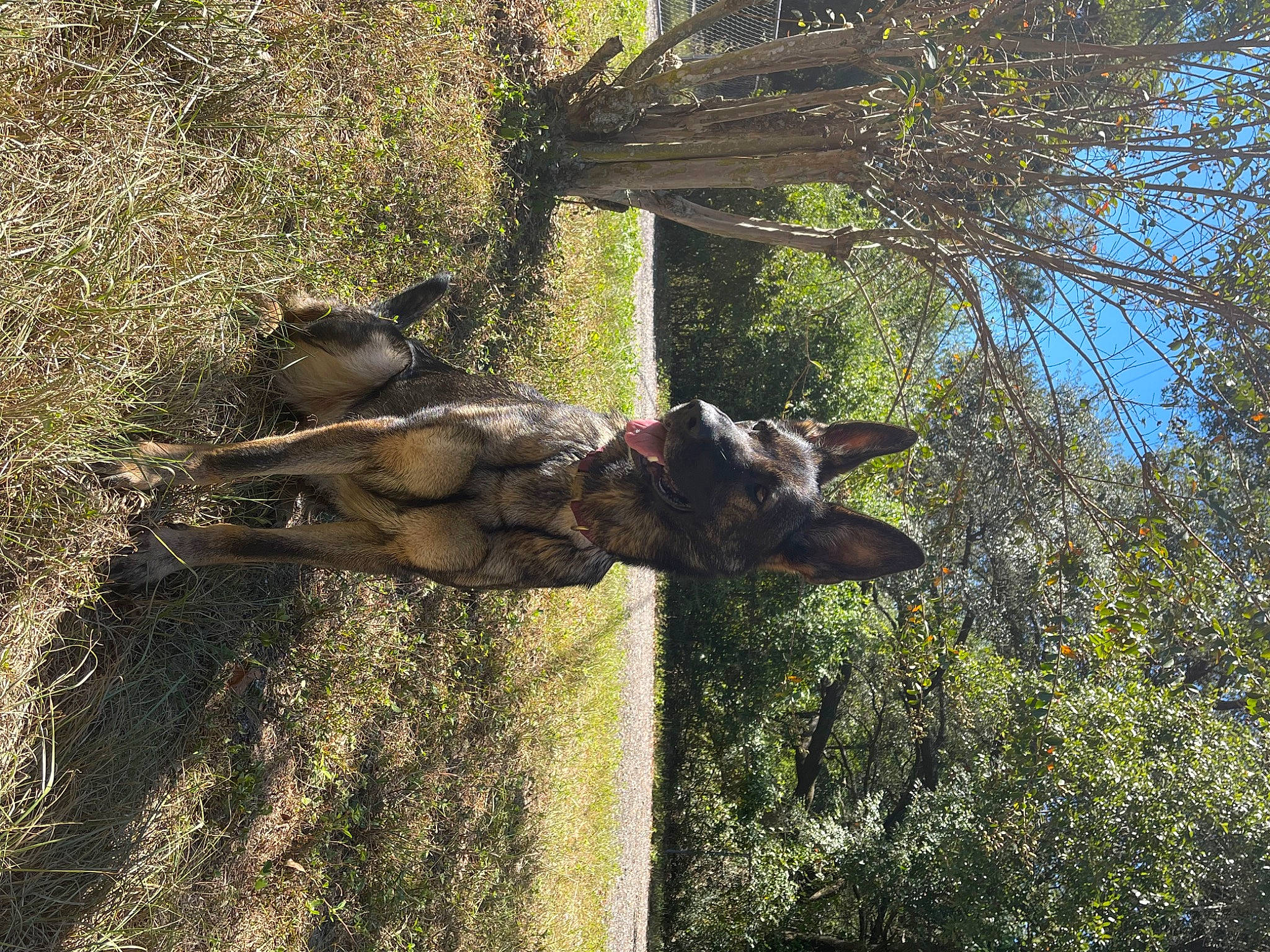 Xena joined the competition — help win amazing prizes! adventure, bridle, canidae, dog_breed, fawn, forest, grass, landscape, pack_animal, plant, shadow, soil, sporting_group, tail, terrestrial_animal, tree, trunk, wildlife, wood, working_animal