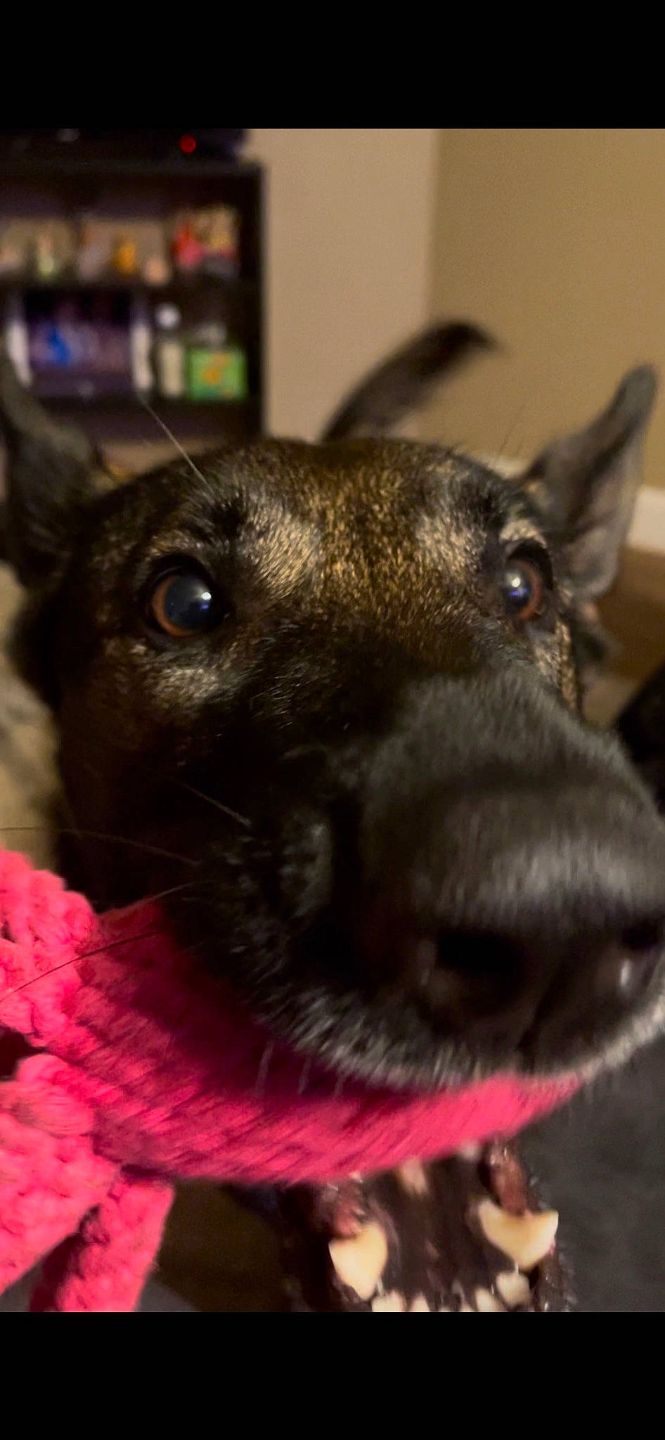 Xena is registered to the contest to win money with this photo: ancient_dog_breeds, canidae, carnivore, close_up, collar, companion_dog, dog, dog_breed, ear, event, fawn, fur, pet_supply, photography, snout, sporting_group, terrestrial_animal, whiskers, working_animal, working_dog