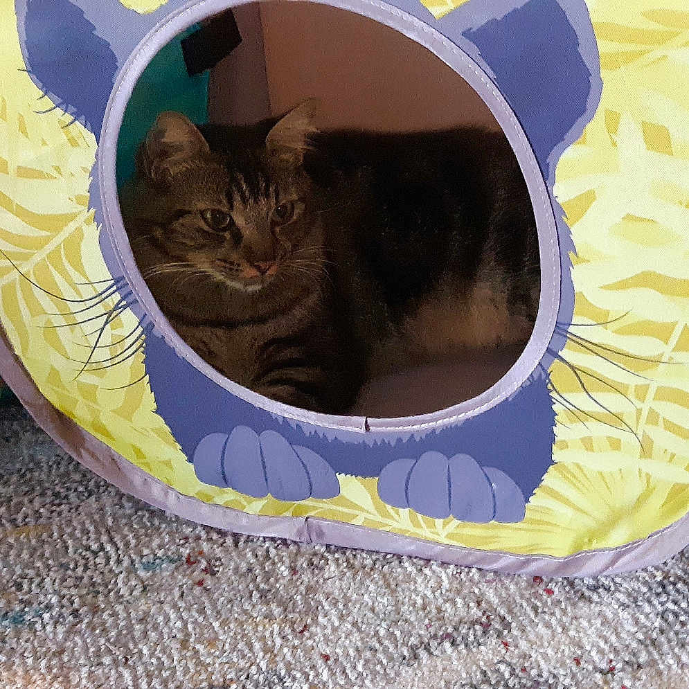 Cutie Pie joined the competition — help win amazing prizes! automotive_tire, bag, basket, bean_bag, carnivore, cat, cat_supply, comfort, felidae, grass, grey, luggage_and_bags, mammal, pet_supply, small_to_medium_sized_cats, tail, tire, vertebrate, wheel, whiskers
