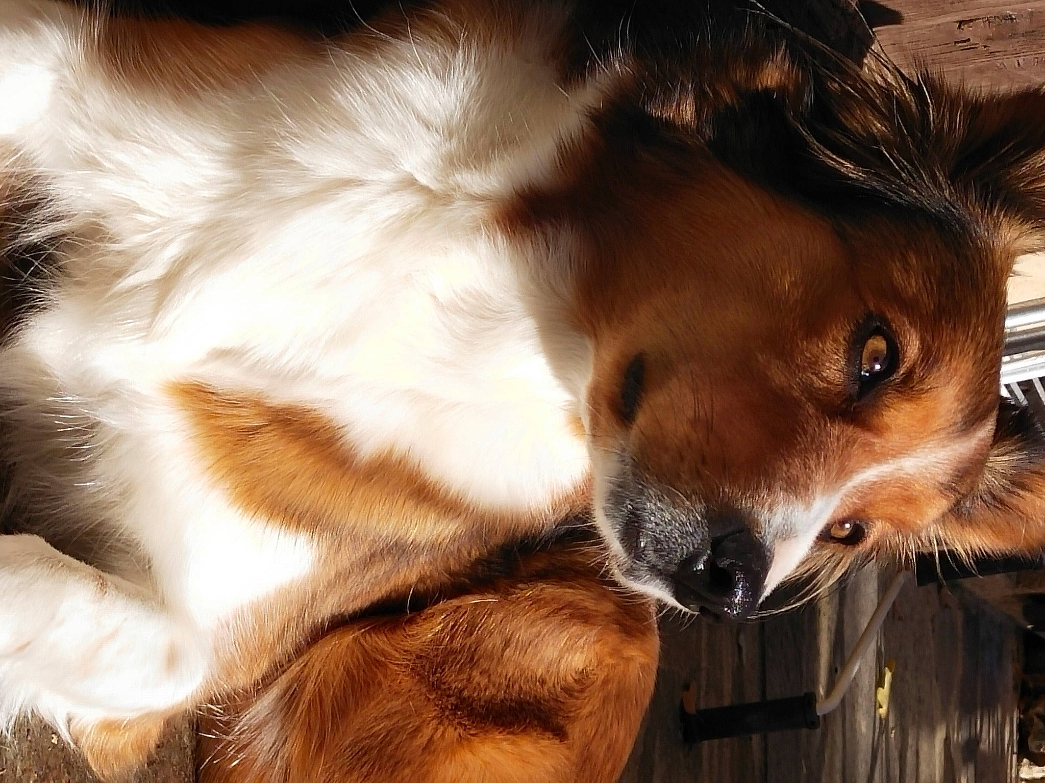 Pep'S a rejoint le concours — aidez-le/la à gagner de superbes lots ! canidae, carnivore, companion_dog, dog, dog_breed, fawn, fur, liver, snout, sporting_group, tail, terrestrial_animal, whiskers, working_animal, working_dog