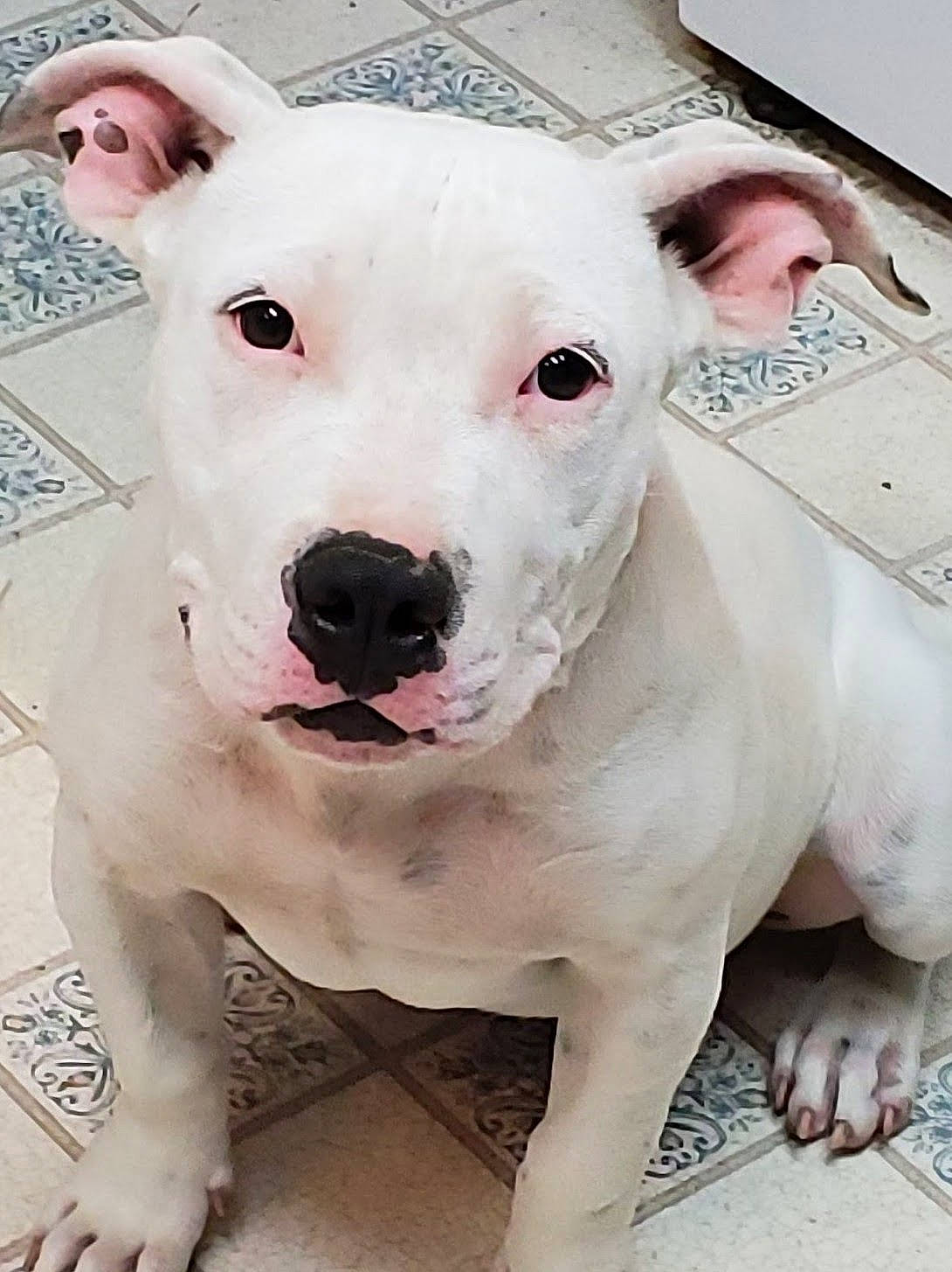 Zoey joined the competition — help win amazing prizes! canidae, carnivore, collar, companion_dog, dog, dog_breed, dog_collar, dogo_argentino, dogo_guatemalteco, ear, fawn, head, non_sporting_group, pink, snout, sporting_group, terrestrial_animal, toy_dog, whiskers, working_animal