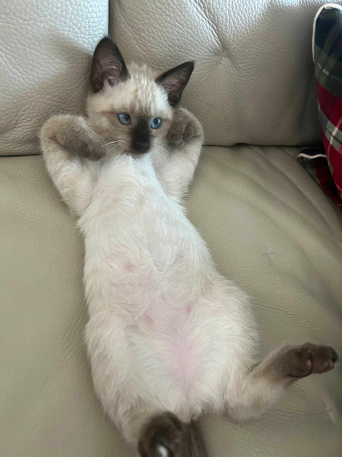 Rocket