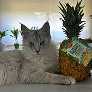 Groot participe au concours pour gagner de l'argent avec cette photo : cat, fluffy_cat, silver_fur, long_hair, pet, animal, portrait, sitting, lying_down, green_eyes, whiskers, ears, paws, pineapple, fruit, produce_label, indoor, window, houseplant, table