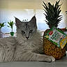 cat, fluffy_cat, silver_fur, long_hair, pet, animal, portrait, sitting, lying_down, green_eyes, whiskers, ears, paws, pineapple, fruit, produce_label, indoor, window, houseplant, table