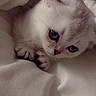 Bella participe au concours pour gagner de l'argent avec cette photo : animal, blanket, blue_eyes, cat, close_up, cozy, cute, fluffy, fur, indoor, kitten, paws, pet, resting, sleepy, small, soft, whiskers, white_fur, young