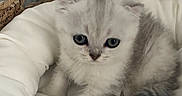 Bella a rejoint le concours — aidez-le/la à gagner de superbes lots ! adorable, animal, basket, cat, closeup, comfort, cozy, cushion, cute, fluffy, fur, gray, indoor, kitten, pet, resting, small, soft, white, young