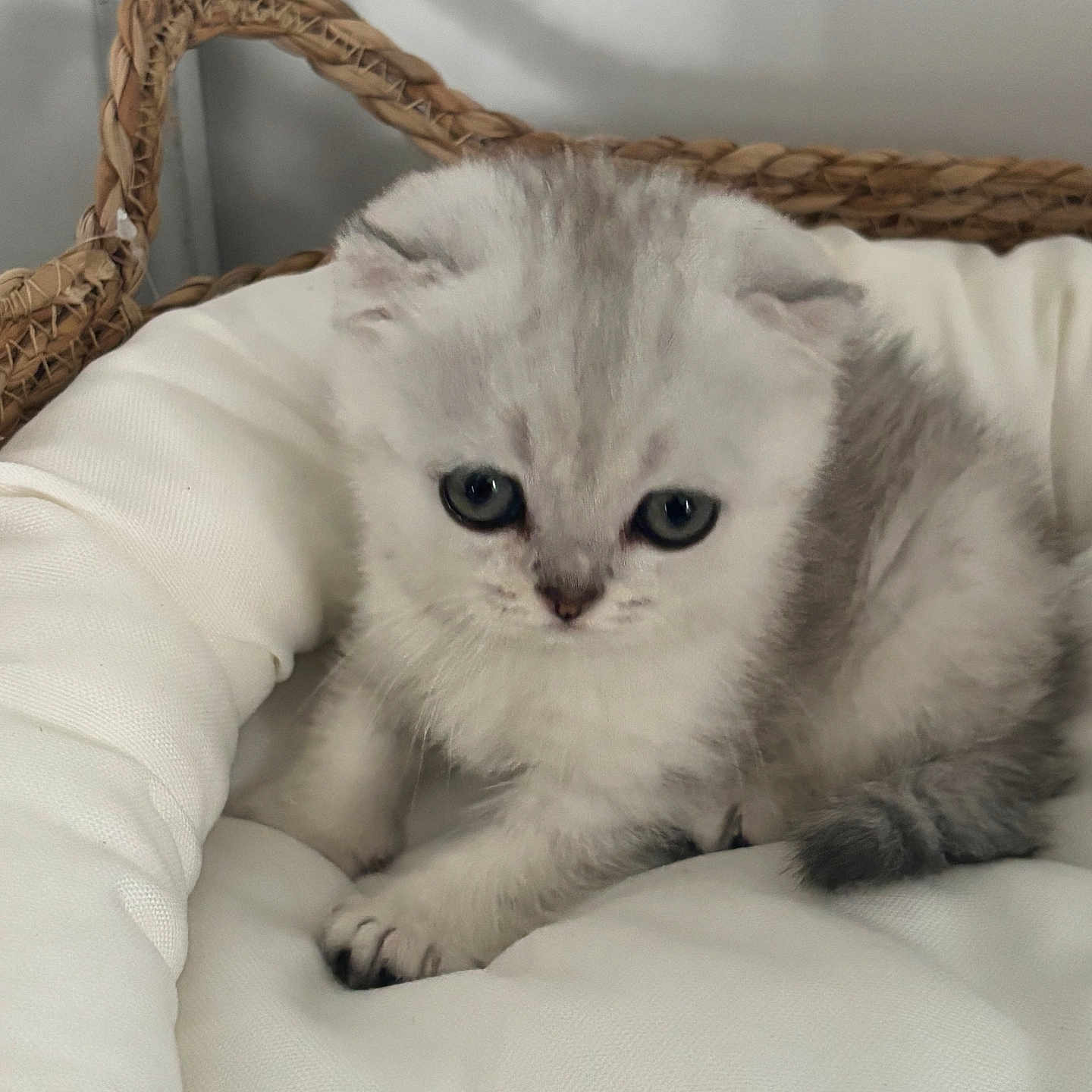 Bella