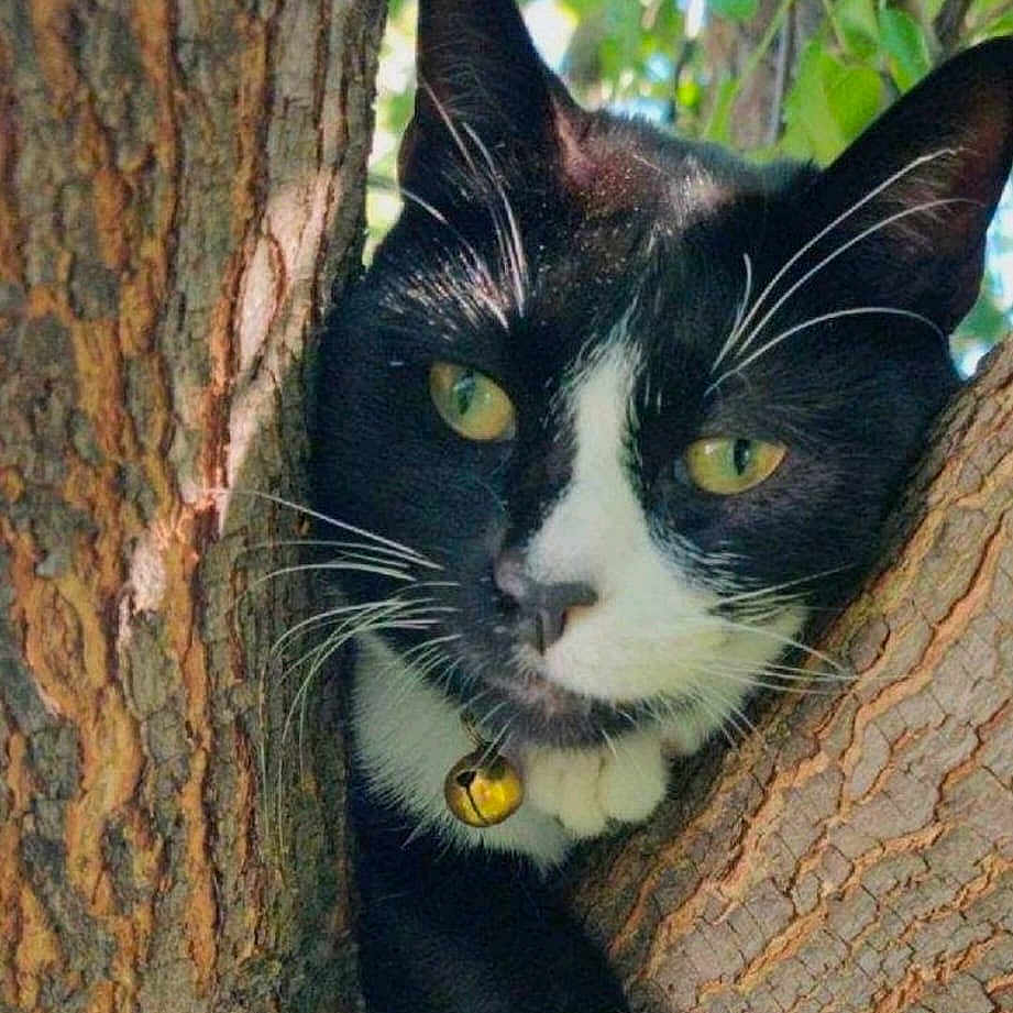 Luna joined the competition — help win amazing prizes! animal, bark, bell, branch, cat, closeup, collar, curious, feline, fur, green_leaves, nature, outdoor, paw, pet, sunlight, tree, tuxedo_cat, whiskers, yellow_eyes