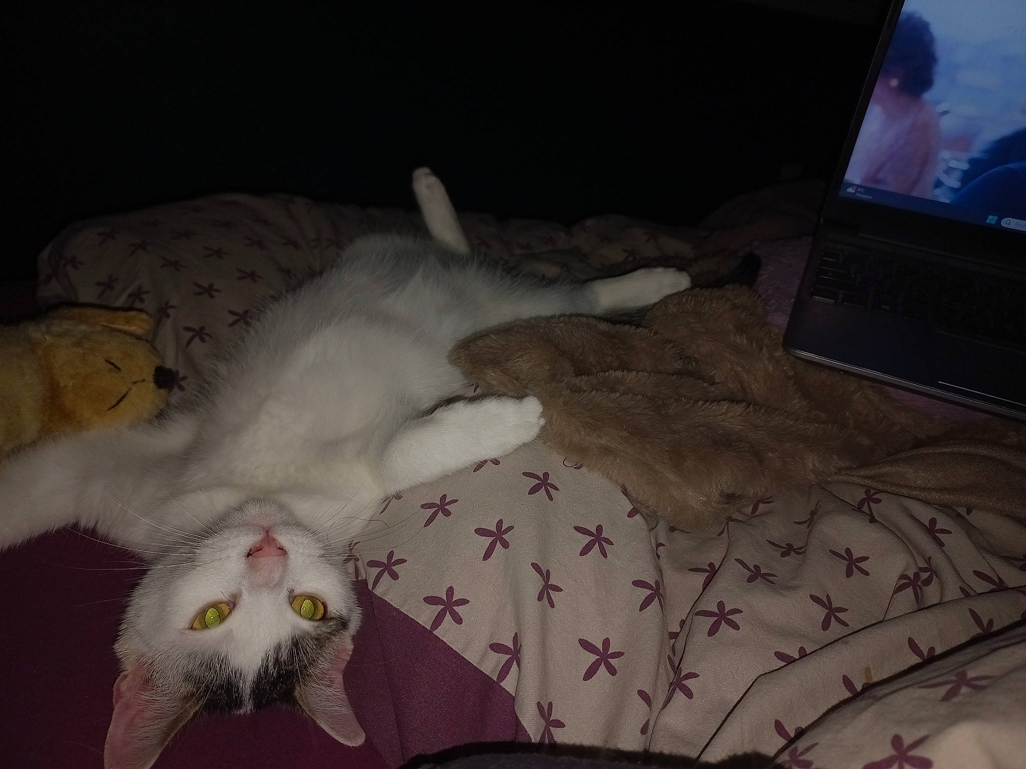 Cooky participe au concours pour gagner de l'argent avec cette photo : bed, bed_sheet, carnivore, cat, comfort, couch, display_device, domestic_short_haired_cat, felidae, fur, grey, linens, mammal, paw, room, small_to_medium_sized_cats, tail, television, television_set, whiskers