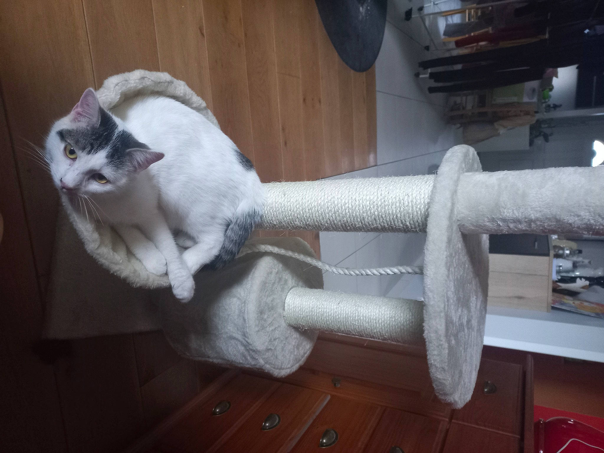 Cooky a rejoint le concours — aidez-le/la à gagner de superbes lots ! carnivore, cat, domestic_short_haired_cat, fawn, felidae, flooring, fur, grey, hardwood, human_leg, leg, paw, pipe, room, sculpture, small_to_medium_sized_cats, sock, tail, whiskers, wood