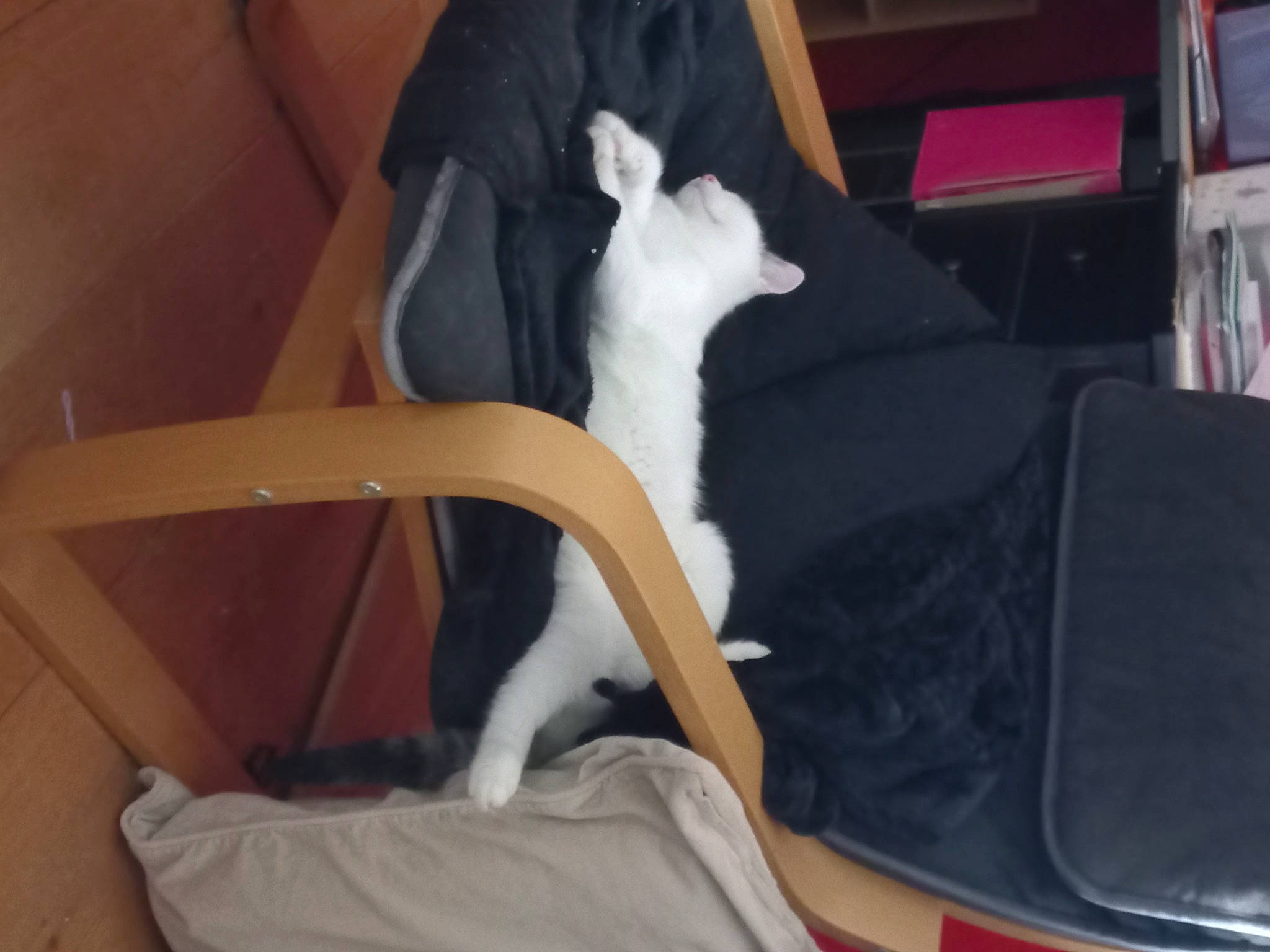 Cooky a rejoint le concours — aidez-le/la à gagner de superbes lots ! bookcase, canidae, carnivore, cat, chair, comfort, companion_dog, dog_breed, domestic_short_haired_cat, felidae, fur, hardwood, lap, room, shelf, small_to_medium_sized_cats, sporting_group, tail, whiskers, wood