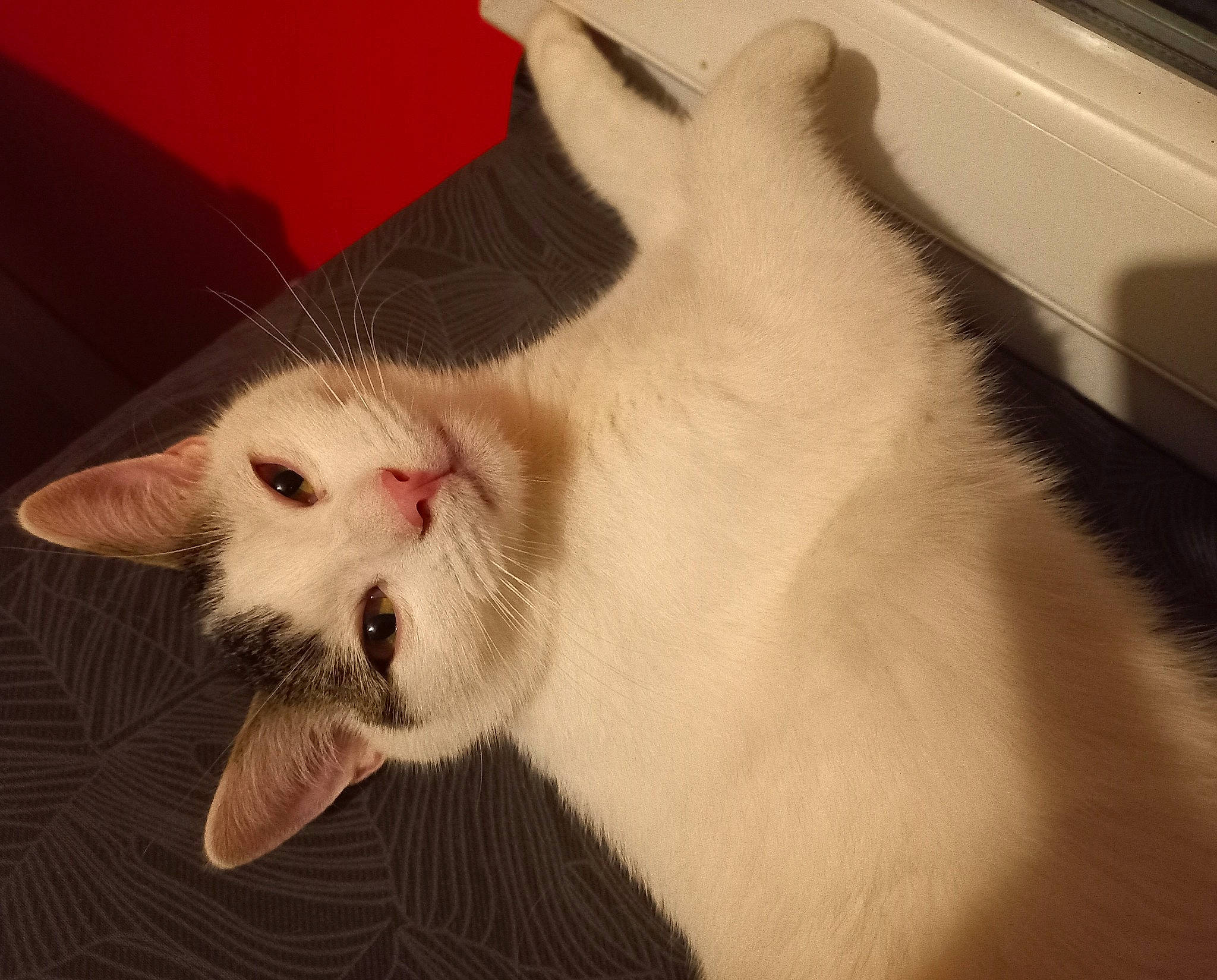 Cooky a rejoint le concours — aidez-le/la à gagner de superbes lots ! carnivore, cat, claw, comfort, domestic_short_haired_cat, fang, felidae, fur, paw, small_to_medium_sized_cats, snout, tail, whiskers